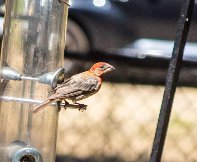 A House Finch (Haemorhous mexicanus) feeds at the nature center's bird feeder. Photo by Colin Eldridge