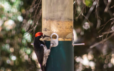 Birdwatching Spotlight: Interview with Project FeederWatch Volunteer Chris Farro