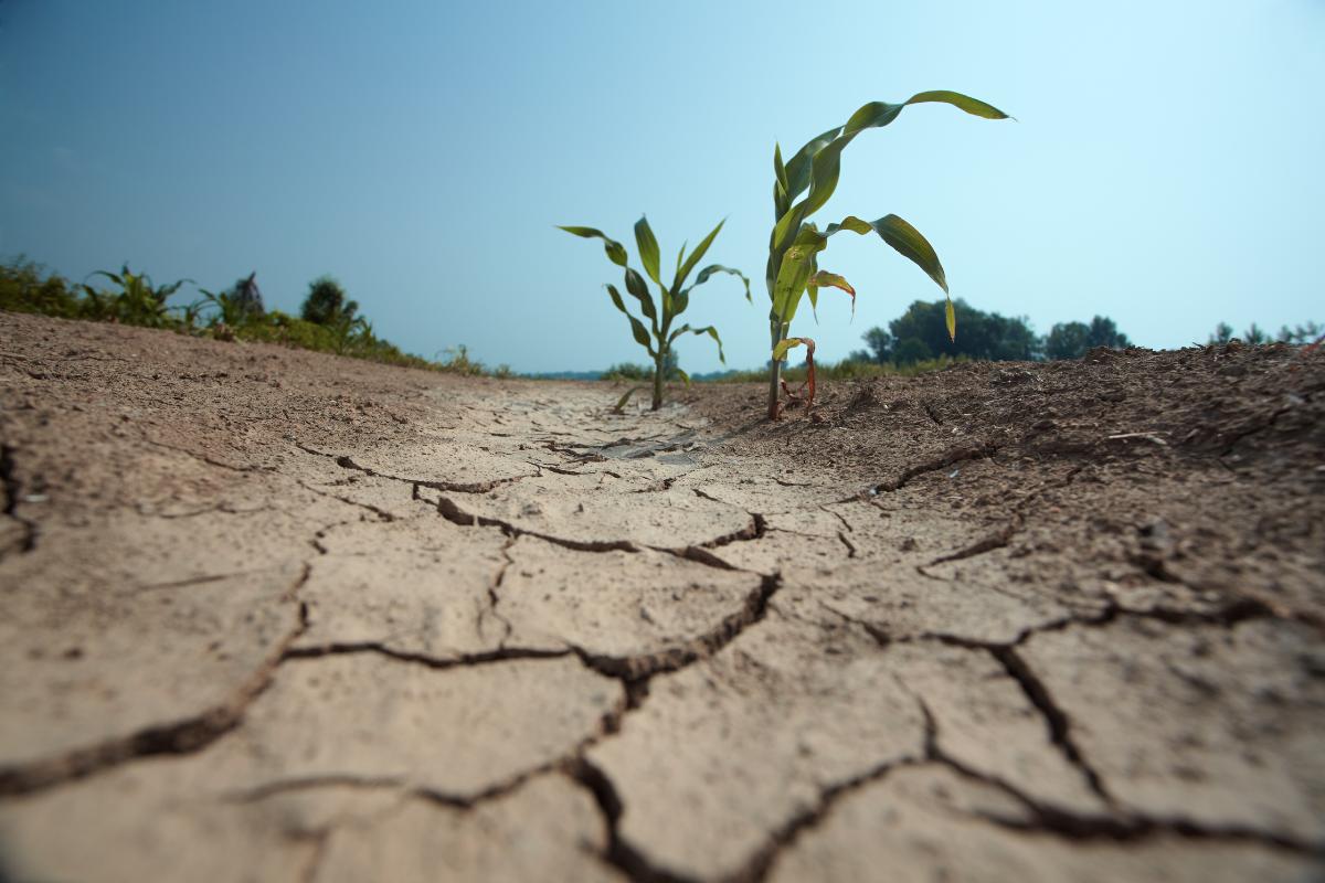 Fire, Flood, & Drought: 5 Steps Toward Positive Change