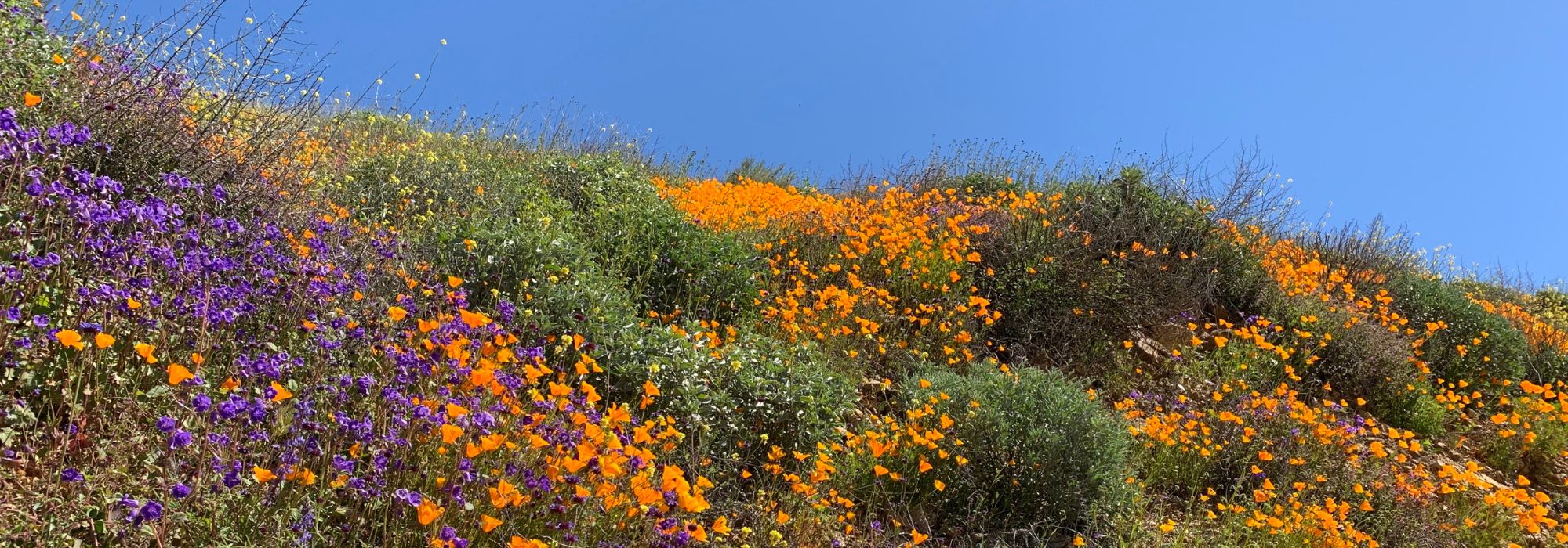 5 Best Places to See Wildflower Superblooms in Santa Barbara County