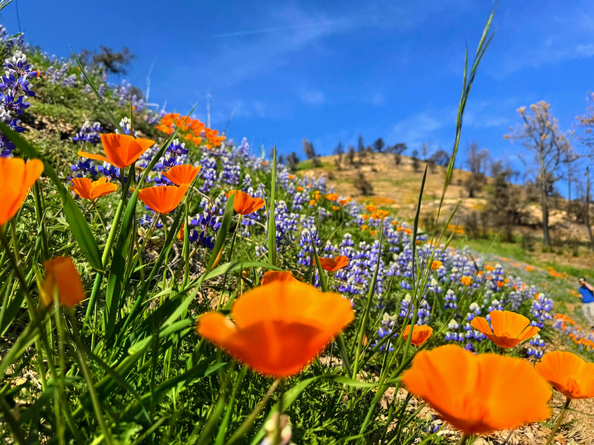 Hillside full of poppies and lupines at figueroa mountain
