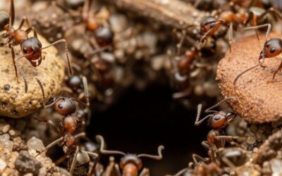 The Fascinating World of Ants