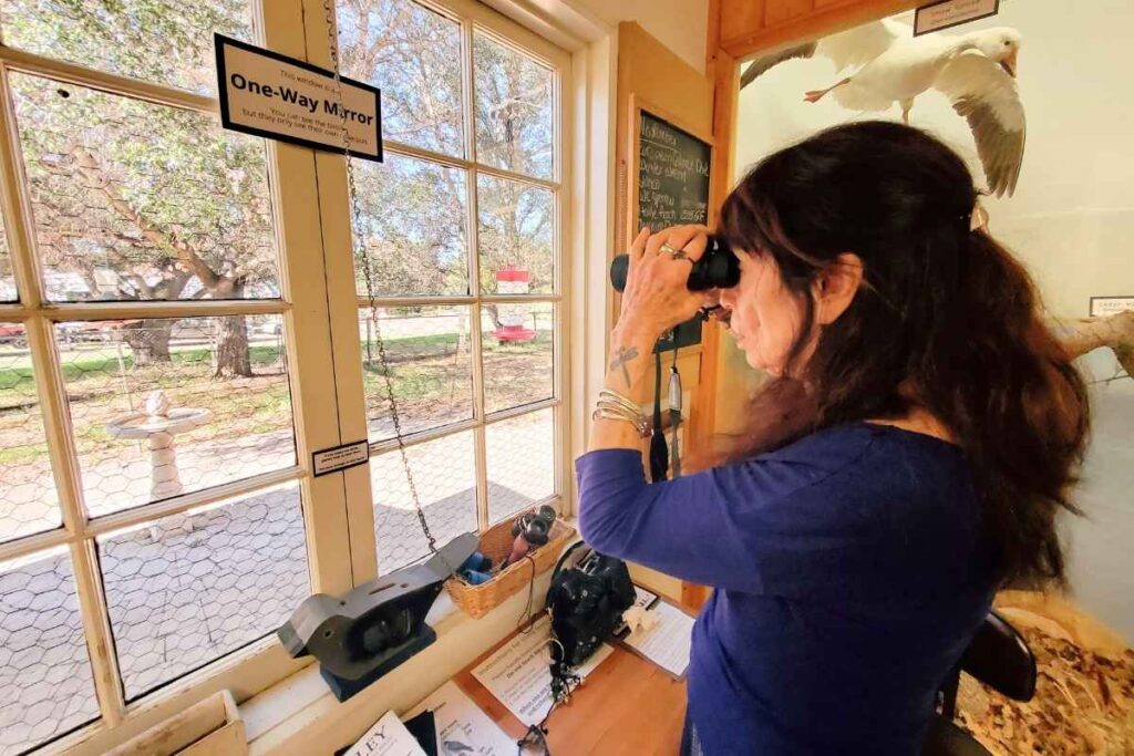 Volunteer Chris gazes through binoculars out the one-way mirror window at the nature center, as she is on the lookout for birds.