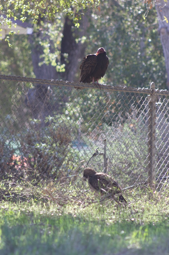 This Red-tailed Hawk (Buteo jamaicensis) and Turkey Vulture (Cathartes aura) were spotted behind the Neal Taylor Nature Center.  Photo by Colin Eldridge