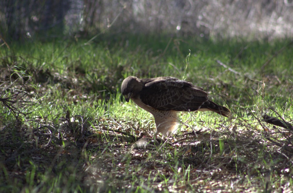 A red-tailed hawk eats its squirrel prey on the ground. Photo by Colin Eldridge