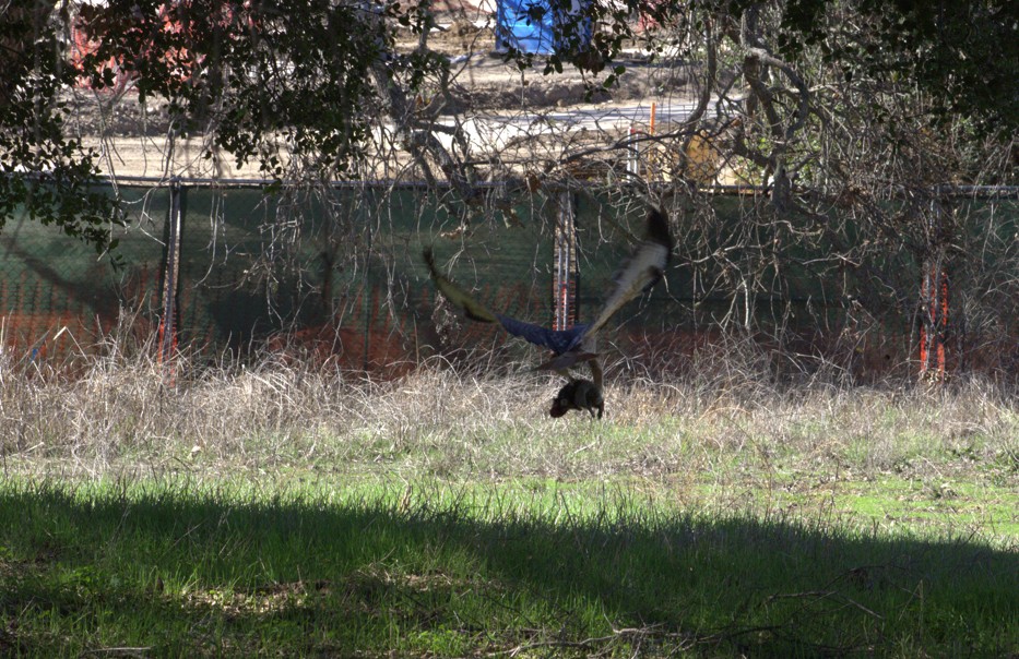 A red-tailed hawk flies away with its squirrel prey. Photo by Colin Eldridge
