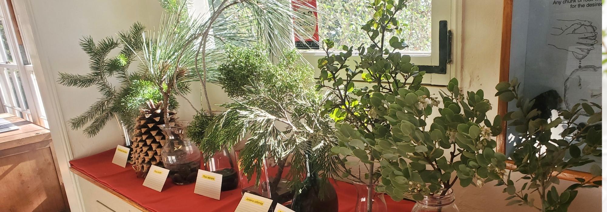 Greg Donovan Talks About Live Plant Display and Getting to Know Native Flora