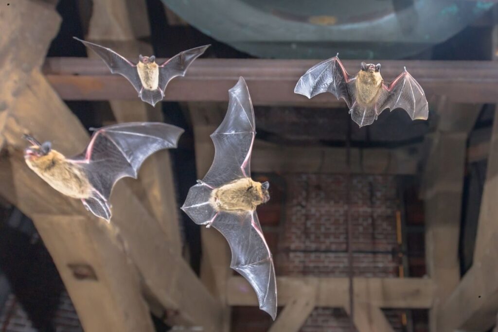 four flying pipistrelle bats in church tower