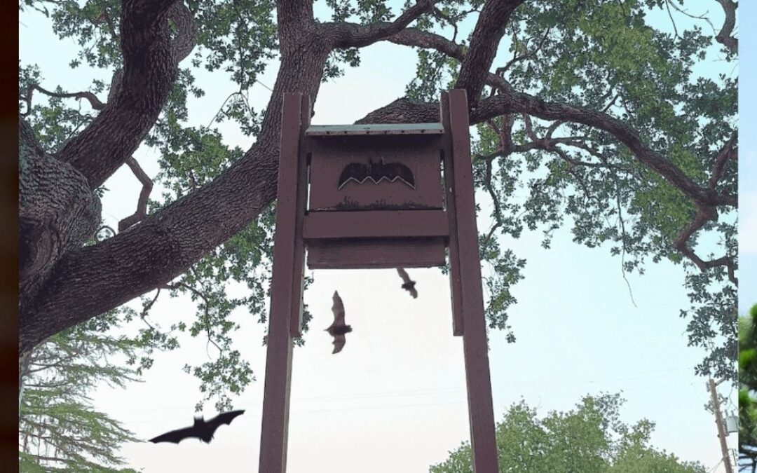 Bat Boxes: How to Install, Where to Place, and Best Practices
