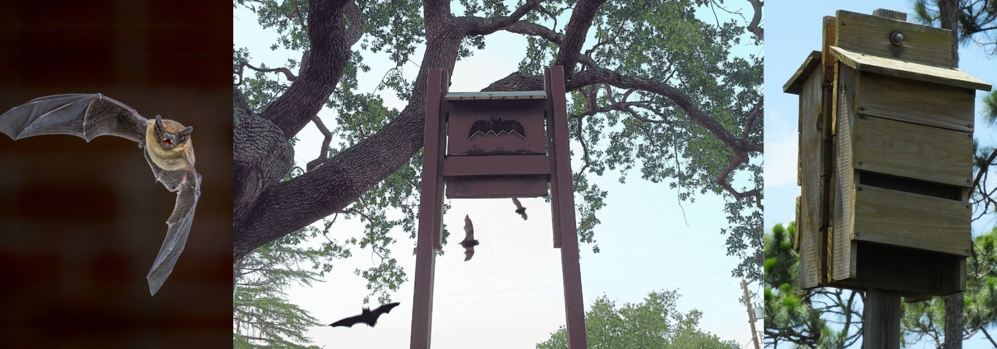 Bat Boxes: How to Install, Where to Place, and Best Practices